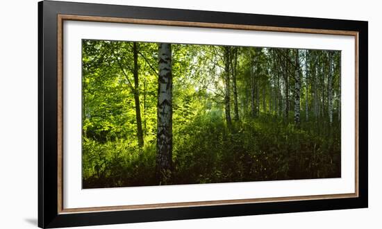 Birch Trees in a Forest, Lappeenranta, South Karelia, Southern Finland, Finland-null-Framed Photographic Print