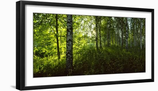 Birch Trees in a Forest, Lappeenranta, South Karelia, Southern Finland, Finland-null-Framed Photographic Print