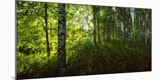 Birch Trees in a Forest, Lappeenranta, South Karelia, Southern Finland, Finland-null-Mounted Photographic Print