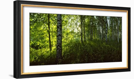 Birch Trees in a Forest, Lappeenranta, South Karelia, Southern Finland, Finland-null-Framed Photographic Print
