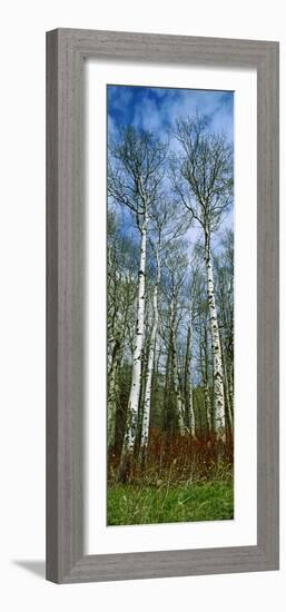 Birch Trees in a Forest, Us Glacier National Park, Montana, USA-null-Framed Photographic Print