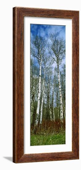 Birch Trees in a Forest, Us Glacier National Park, Montana, USA-null-Framed Photographic Print