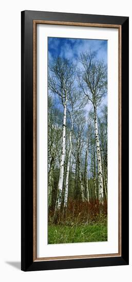 Birch Trees in a Forest, Us Glacier National Park, Montana, USA-null-Framed Photographic Print