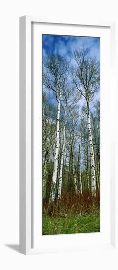 Birch Trees in a Forest, Us Glacier National Park, Montana, USA-null-Framed Photographic Print