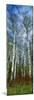 Birch Trees in a Forest, Us Glacier National Park, Montana, USA-null-Mounted Photographic Print