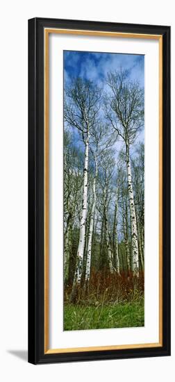 Birch Trees in a Forest, Us Glacier National Park, Montana, USA-null-Framed Photographic Print