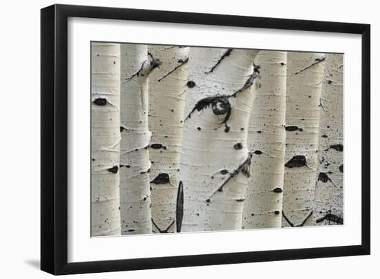 Photo, , large