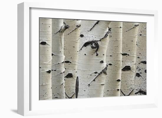 Birch Trees in a Row, Close-Up of Trunks-null-Framed Photo