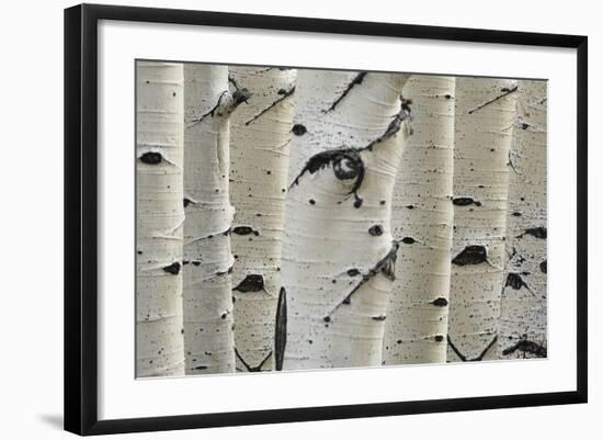 Photo, , large