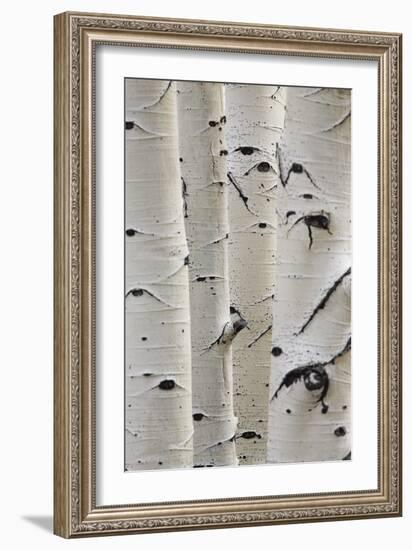 Birch Trees in a Row, Close-Up of Trunks-null-Framed Photo
