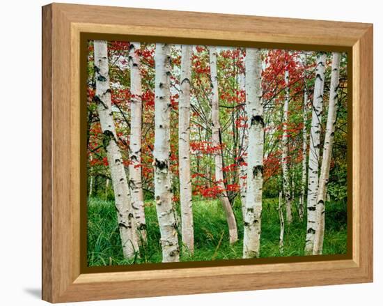 Birch trees in autumn, Acadia National Park, Maine, USA-null-Framed Premier Image Canvas