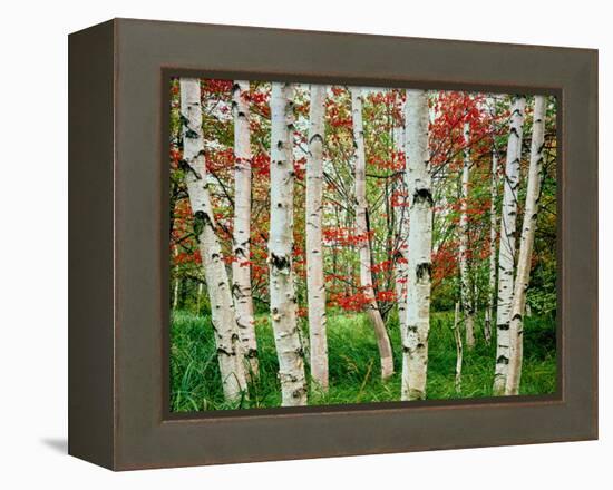 Birch trees in autumn, Acadia National Park, Maine, USA-null-Framed Premier Image Canvas