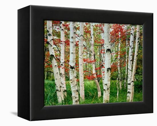 Birch trees in autumn, Acadia National Park, Maine, USA-null-Framed Premier Image Canvas