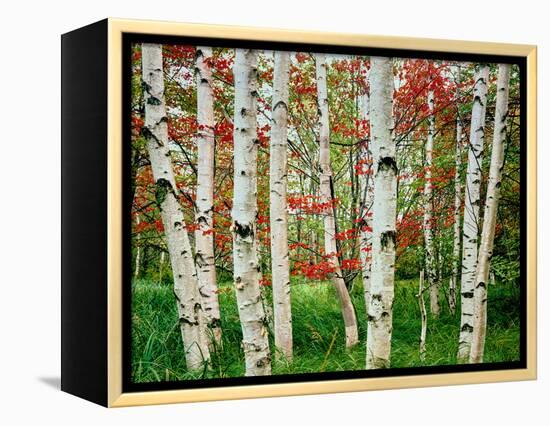 Birch trees in autumn, Acadia National Park, Maine, USA-null-Framed Premier Image Canvas