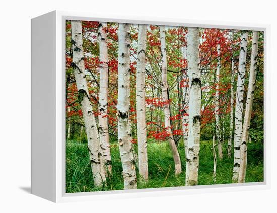 Birch trees in autumn, Acadia National Park, Maine, USA-null-Framed Premier Image Canvas