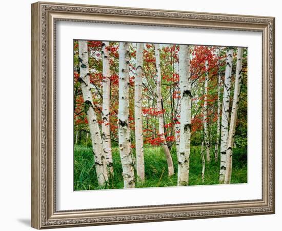 Birch trees in autumn, Acadia National Park, Maine, USA-null-Framed Photographic Print