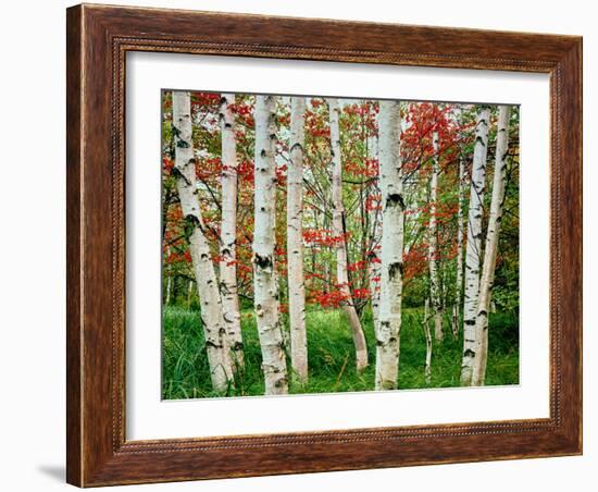 Birch trees in autumn, Acadia National Park, Maine, USA-null-Framed Photographic Print