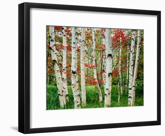 Birch trees in autumn, Acadia National Park, Maine, USA-null-Framed Photographic Print