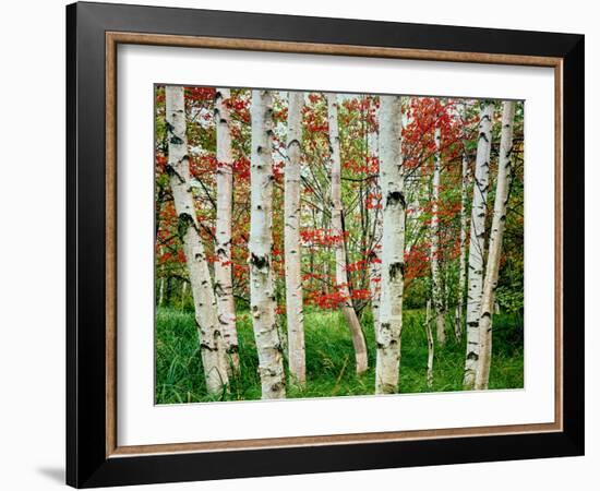 Birch trees in autumn, Acadia National Park, Maine, USA-null-Framed Photographic Print