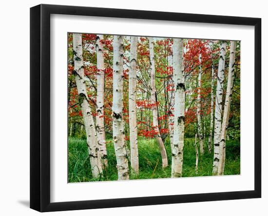 Birch trees in autumn, Acadia National Park, Maine, USA-null-Framed Photographic Print