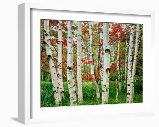 Birch trees in autumn, Acadia National Park, Maine, USA-null-Framed Photographic Print