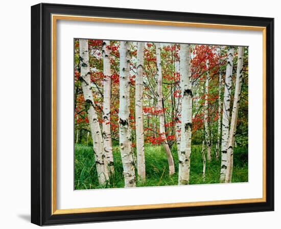 Birch trees in autumn, Acadia National Park, Maine, USA-null-Framed Photographic Print