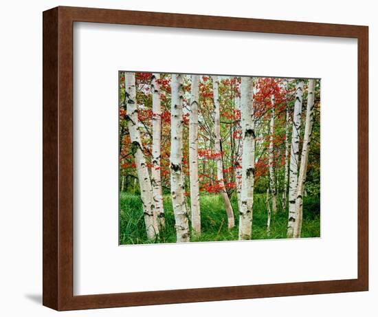 Birch trees in autumn, Acadia National Park, Maine, USA-null-Framed Photographic Print