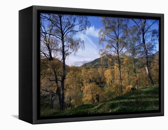 Birch Trees in Autumn, Glen Lyon, Tayside, Scotland, United Kingdom-Kathy Collins-Framed Premier Image Canvas