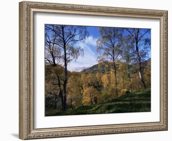 Birch Trees in Autumn, Glen Lyon, Tayside, Scotland, United Kingdom-Kathy Collins-Framed Photographic Print