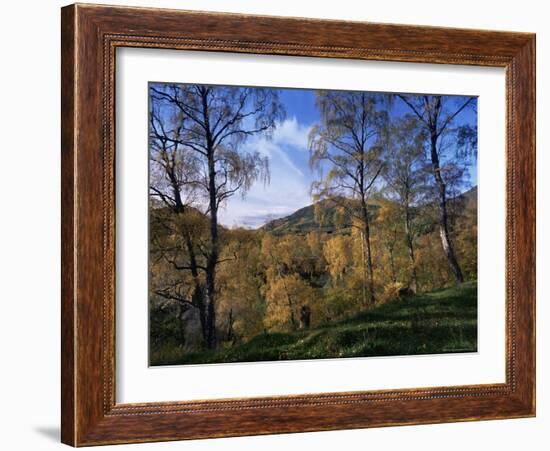 Birch Trees in Autumn, Glen Lyon, Tayside, Scotland, United Kingdom-Kathy Collins-Framed Photographic Print