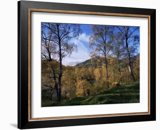 Birch Trees in Autumn, Glen Lyon, Tayside, Scotland, United Kingdom-Kathy Collins-Framed Photographic Print