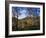 Birch Trees in Autumn, Glen Lyon, Tayside, Scotland, United Kingdom-Kathy Collins-Framed Photographic Print