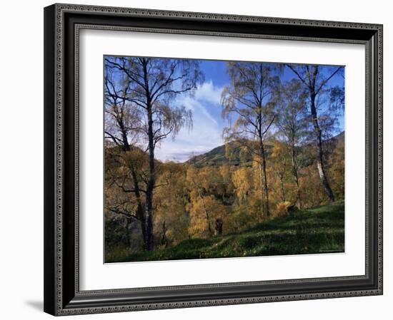 Birch Trees in Autumn, Glen Lyon, Tayside, Scotland, United Kingdom-Kathy Collins-Framed Photographic Print