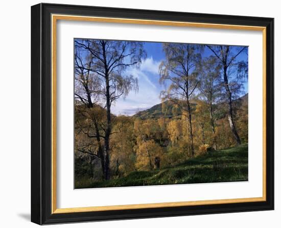 Birch Trees in Autumn, Glen Lyon, Tayside, Scotland, United Kingdom-Kathy Collins-Framed Photographic Print