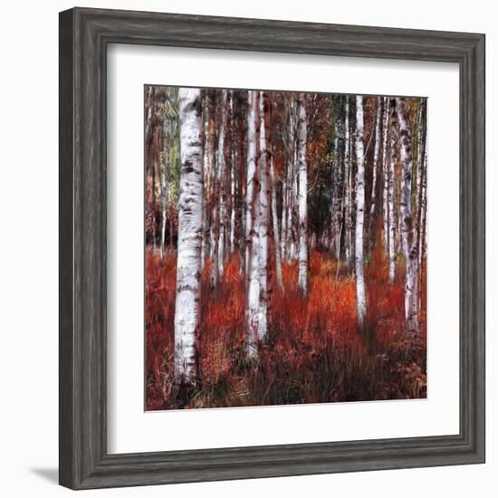 Birch Trees in Fire Grass 1-null-Framed Art Print