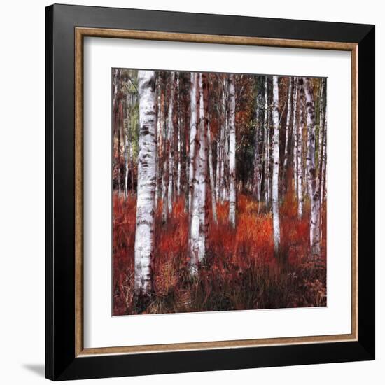 Birch Trees in Fire Grass 1-null-Framed Art Print