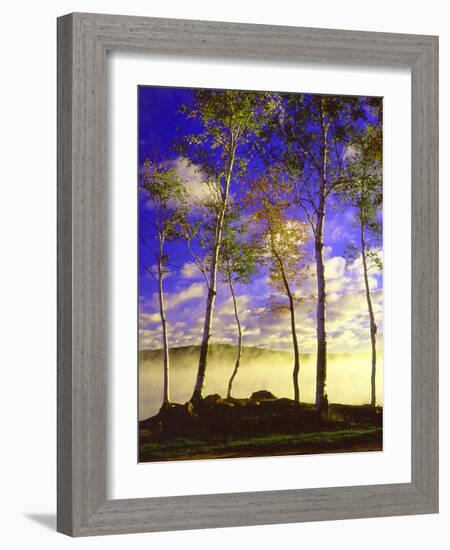 Birch Trees & Mist, Negaunee, Michigan ‘90-Monte Nagler-Framed Photographic Print