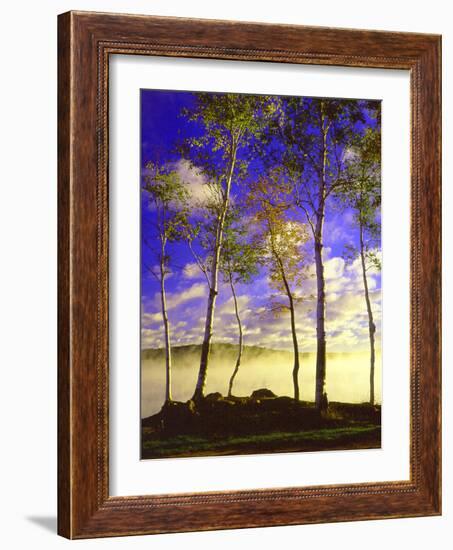 Birch Trees & Mist, Negaunee, Michigan ‘90-Monte Nagler-Framed Photographic Print