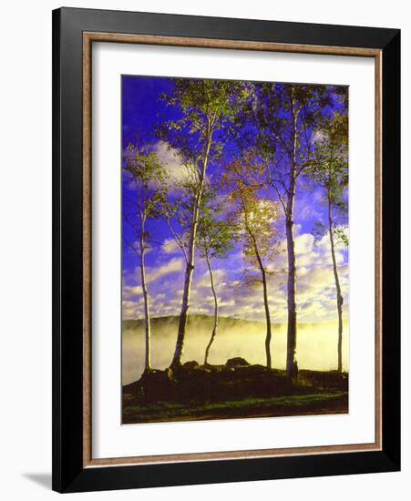 Birch Trees & Mist, Negaunee, Michigan ‘90-Monte Nagler-Framed Photographic Print