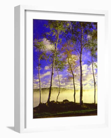 Birch Trees & Mist, Negaunee, Michigan ‘90-Monte Nagler-Framed Photographic Print