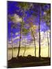 Birch Trees & Mist, Negaunee, Michigan ‘90-Monte Nagler-Mounted Photographic Print