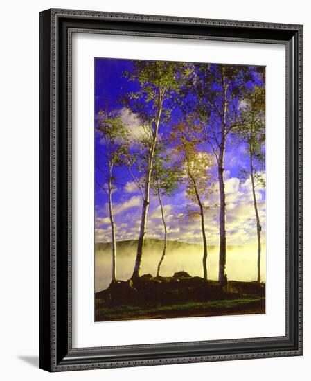 Birch Trees & Mist, Negaunee, Michigan ‘90-Monte Nagler-Framed Photographic Print