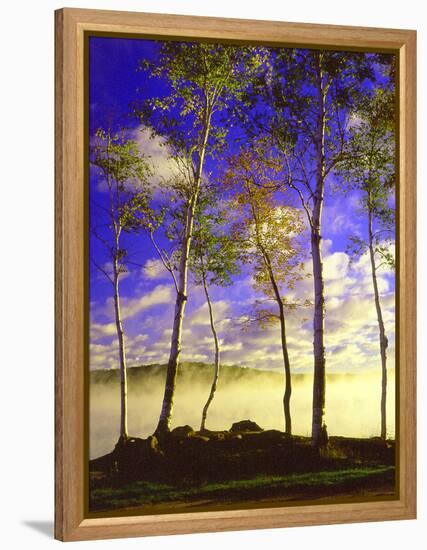 Birch Trees & Mist, Negaunee, Michigan ‘90-Monte Nagler-Framed Premier Image Canvas