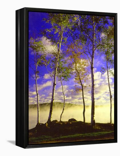 Birch Trees & Mist, Negaunee, Michigan ‘90-Monte Nagler-Framed Premier Image Canvas