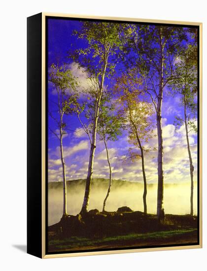 Birch Trees & Mist, Negaunee, Michigan ‘90-Monte Nagler-Framed Premier Image Canvas