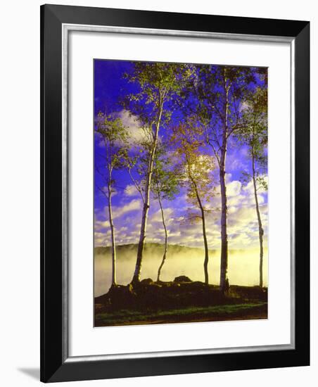 Birch Trees & Mist, Negaunee, Michigan ‘90-Monte Nagler-Framed Photographic Print