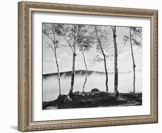 Birch Trees & Mist-Monte Nagler-Framed Photographic Print