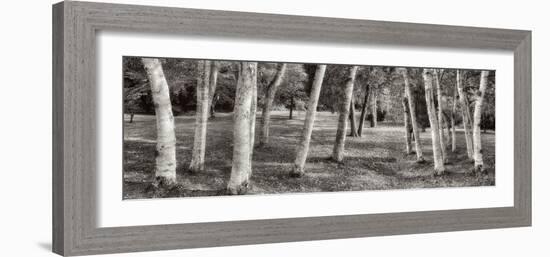 Birch Trees No.1-Alan Blaustein-Framed Photographic Print