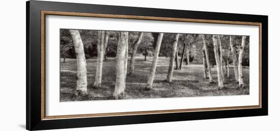 Birch Trees No.1-Alan Blaustein-Framed Photographic Print