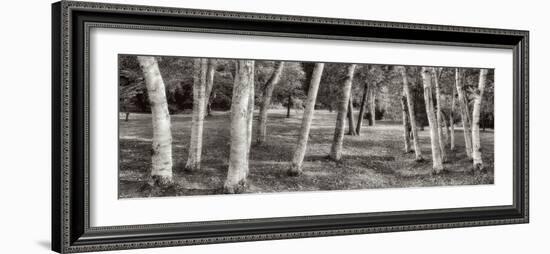 Birch Trees No.1-Alan Blaustein-Framed Photographic Print